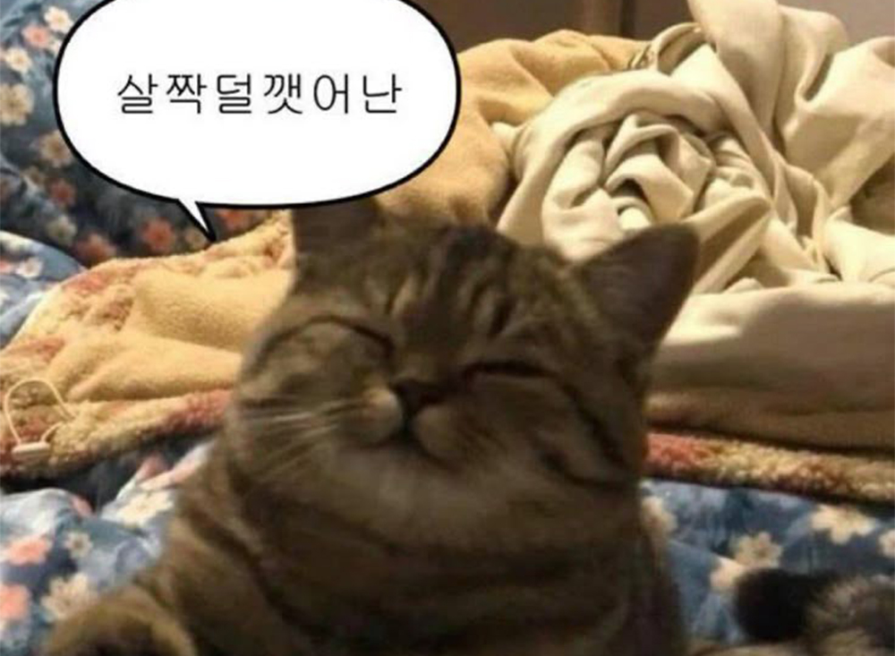 고양이 짤 테스트 중간 대문